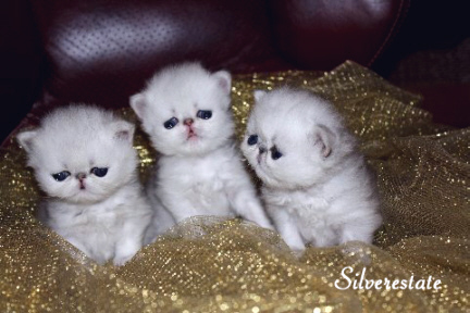kitten